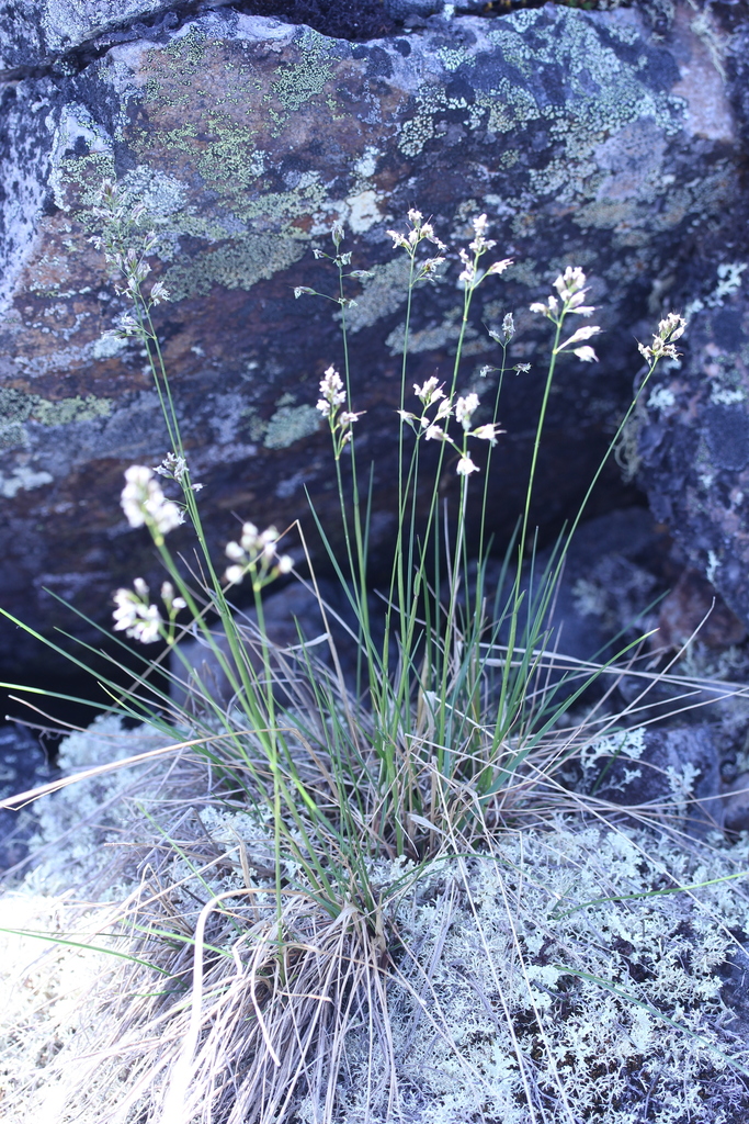 �������� ������� ������