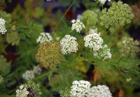 ������� �����