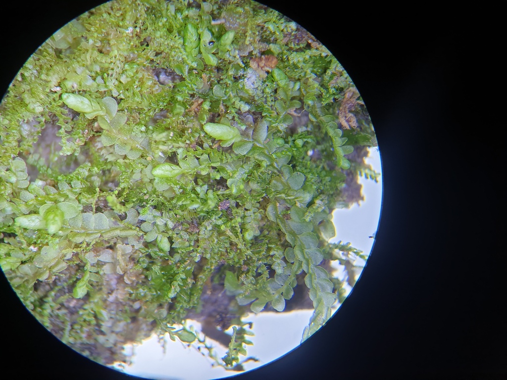 ���������� ��������