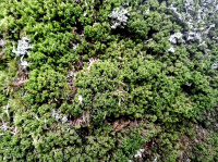 �������� ������