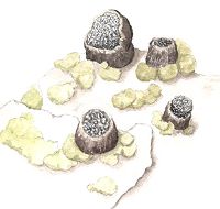 Acolium karelicum