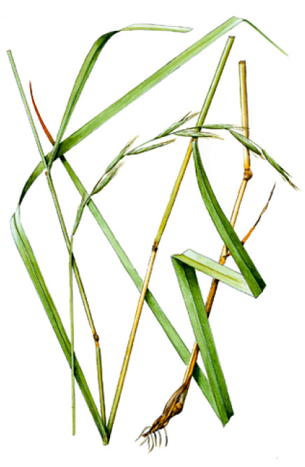 ������������ ������