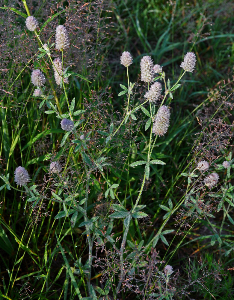 ������ �������