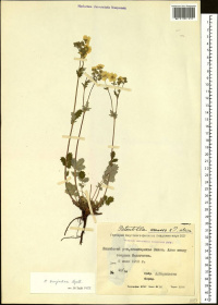 �������� ���������