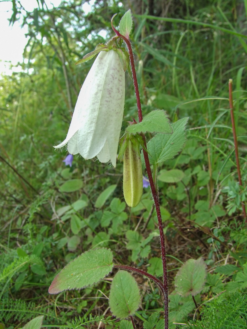 ����������� ���������