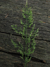 ������ ������������