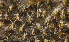 ������� ������������