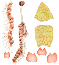 ������ ���������