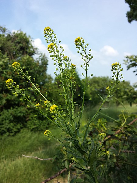 ������ �����������