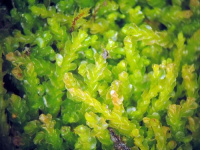 ������ �����������