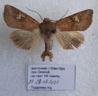 Amphipoea lucens