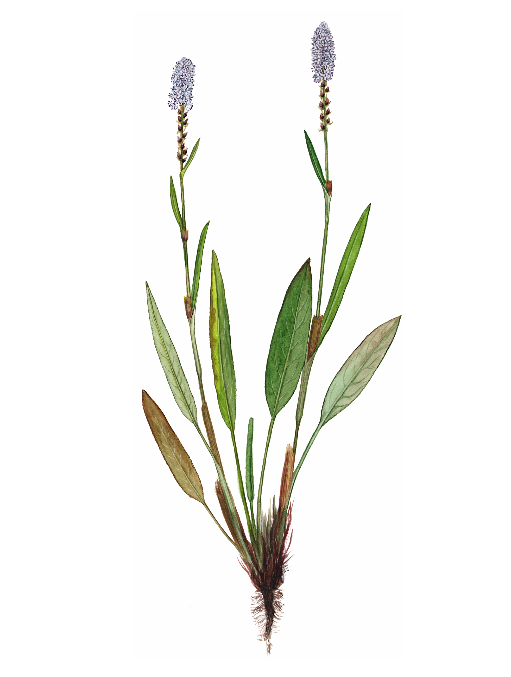 ������� �����������