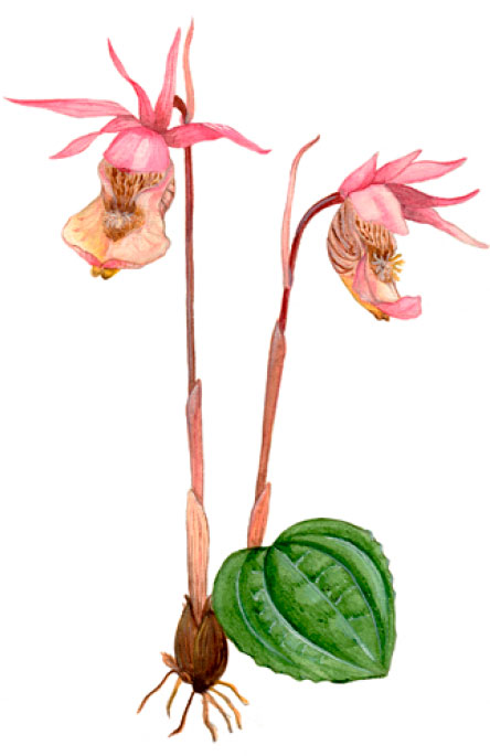 ������� ����������