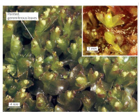 ����� ����������