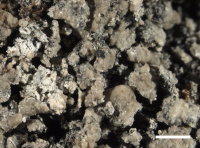 Agonimia gelatinosa