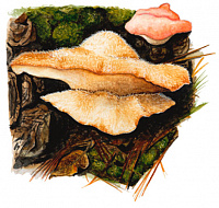 ���������� ���������