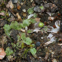 ������ ����������