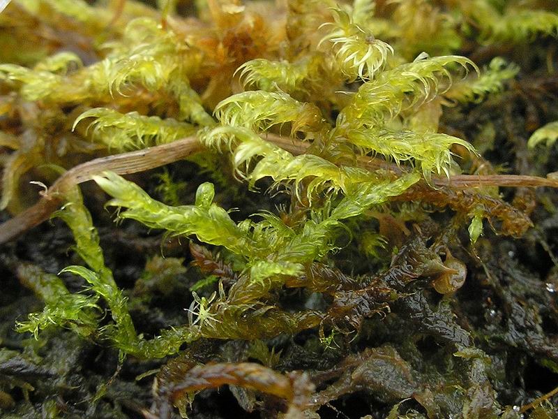 ����������� ���������