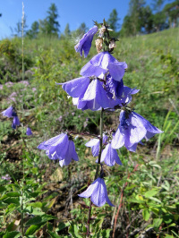 �������� ������������