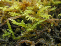 ����������� ���������