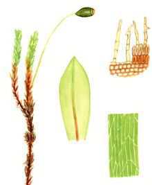 ������������ �������������