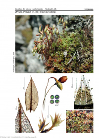 ����� �����������