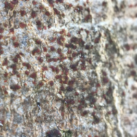 Arthonia helvola