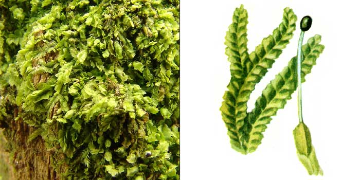 ��������� ������������