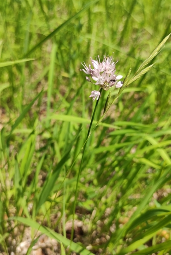 ��� ���������