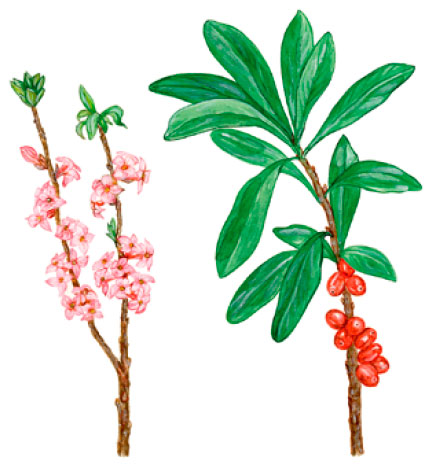 ������� ������������ (������ ����)