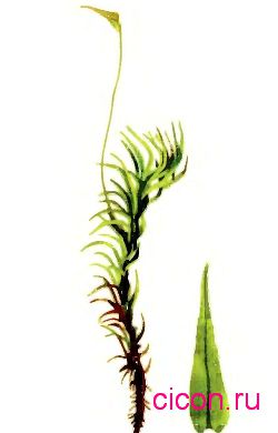 �������� �������