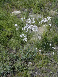 ����� ��������