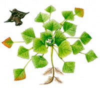 ������� ���� (���������) ���������