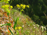 ��������� �������������