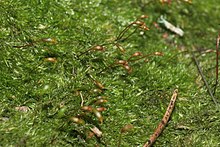 ���������� ��������