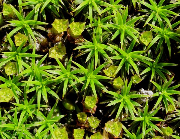 ����������� ����������