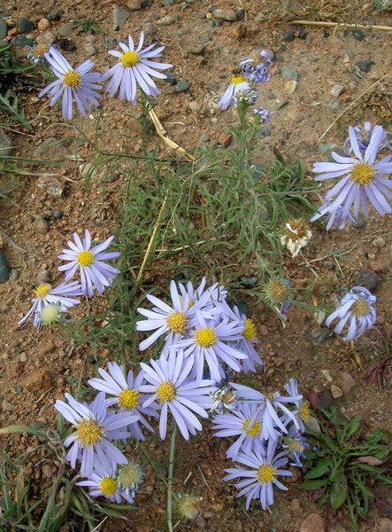 ������������ ���������