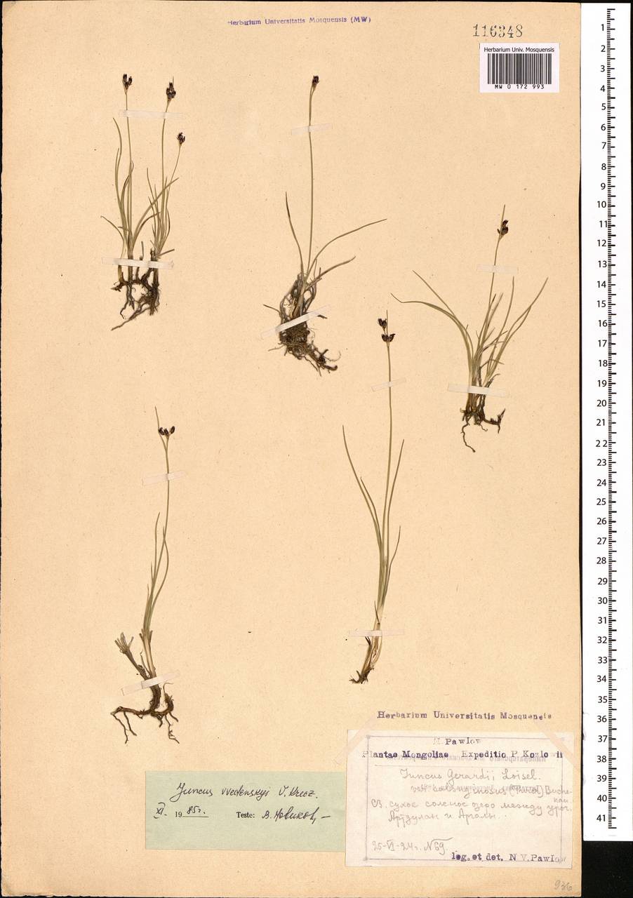 ������ �����������