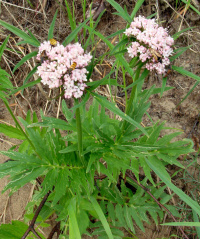 ��������� ���������������