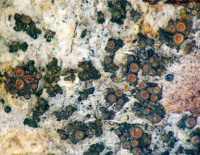 ������� ������� (��������� �������)