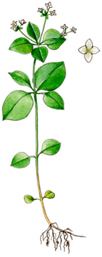 ���������������� ������������ [����������� ������������]