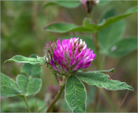 ������ �������