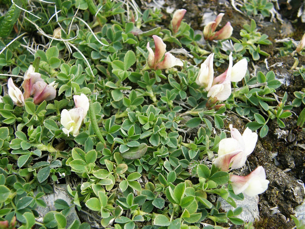 ������ ��������