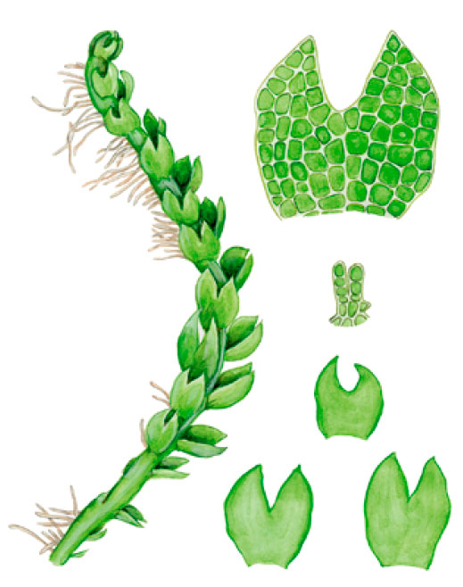 ��������� �����