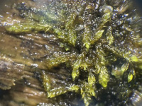 ������������� �������