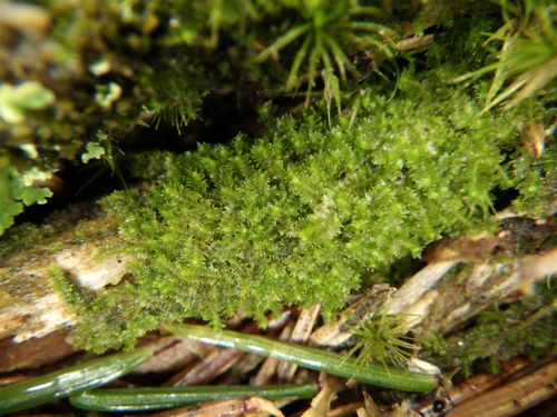 ������� ������