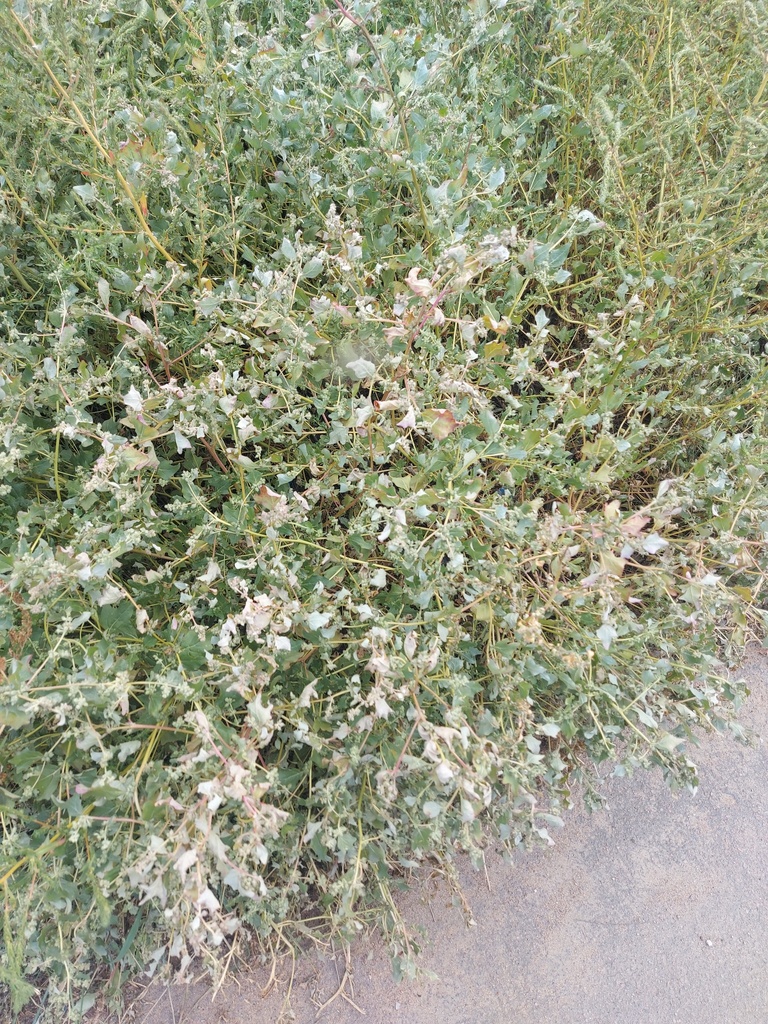 ������ ���������