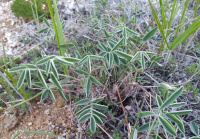 ��������� ����������