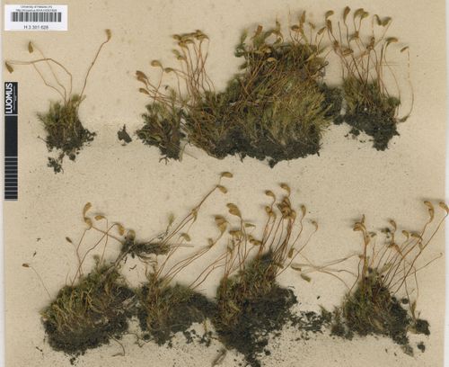 ����� ���������