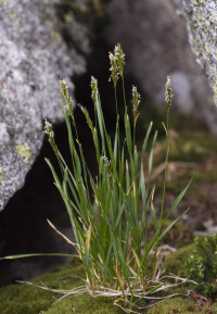 �������� ������� ����������